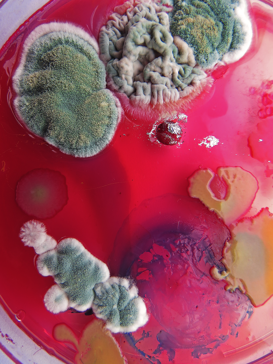 A petri dish full of red liquid and greenish molds.